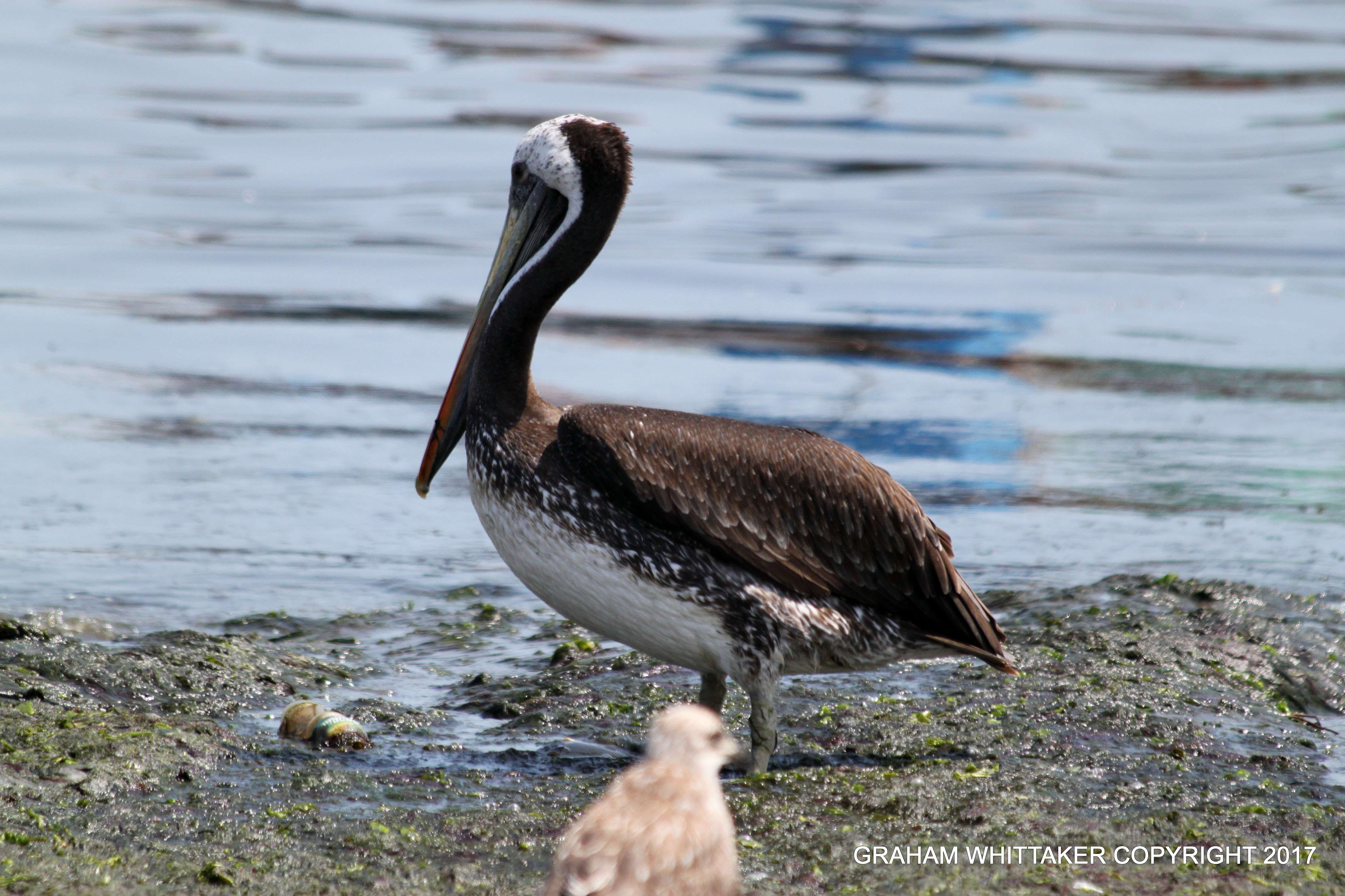 El Chaco solo Pelican